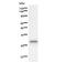 Insulin gene enhancer protein ISL-2 antibody, LS-C342702, Lifespan Biosciences, Western Blot image 