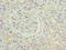 SLIT and NTRK-like protein 4 antibody, orb34501, Biorbyt, Immunohistochemistry paraffin image 