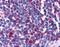 Opioid Receptor Delta 1 antibody, NLS222, Novus Biologicals, Immunohistochemistry frozen image 