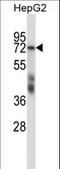 Mammalian branch point-binding protein antibody, LS-C169004, Lifespan Biosciences, Western Blot image 