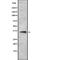 Olfactory Receptor Family 52 Subfamily H Member 1 antibody, abx217535, Abbexa, Western Blot image 