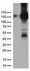 CD31 antibody, UM570032, Origene, Western Blot image 