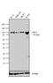 Lysine Demethylase 1A antibody, 41-3300, Invitrogen Antibodies, Western Blot image 
