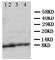 Apelin antibody, ab125213, Abcam, Western Blot image 