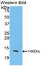 C-X-C Motif Chemokine Ligand 11 antibody, LS-C294767, Lifespan Biosciences, Western Blot image 