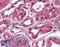Sodium Channel Epithelial 1 Gamma Subunit antibody, LS-B2609, Lifespan Biosciences, Immunohistochemistry frozen image 