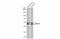 RNA Binding Fox-1 Homolog 3 antibody, GTX133127, GeneTex, Western Blot image 