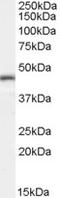 Interleukin Enhancer Binding Factor 2 antibody, LS-B3952, Lifespan Biosciences, Western Blot image 
