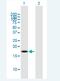 BolA Family Member 2B antibody, H00654483-B01P-50ug, Novus Biologicals, Western Blot image 