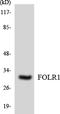 Folate Receptor Alpha antibody, LS-C291951, Lifespan Biosciences, Western Blot image 