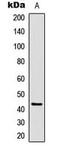 CAMP Responsive Element Binding Protein 1 antibody, MBS829722, MyBioSource, Western Blot image 