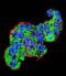 Thymidylate Synthetase antibody, A04320-3, Boster Biological Technology, Immunofluorescence image 