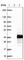 CDC42 Effector Protein 2 antibody, HPA038562, Atlas Antibodies, Western Blot image 