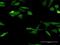 Gem Nuclear Organelle Associated Protein 7 antibody, H00079760-M09, Novus Biologicals, Immunofluorescence image 