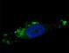 Autophagy Related 12 antibody, F46258-0.4ML, NSJ Bioreagents, Immunofluorescence image 