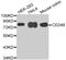 CD248 Molecule antibody, MBS129314, MyBioSource, Western Blot image 