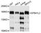 4.1G antibody, A9101, ABclonal Technology, Western Blot image 