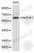 Mitogen-Activated Protein Kinase Kinase Kinase 7 antibody, A2612, ABclonal Technology, Western Blot image 