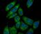 Pumilio homolog 1 antibody, NBP2-75638, Novus Biologicals, Immunofluorescence image 