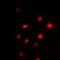 GATA Binding Protein 3 antibody, orb256553, Biorbyt, Immunofluorescence image 