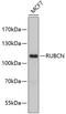 Rubicon Autophagy Regulator antibody, 23-865, ProSci, Western Blot image 