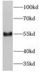 Programmed Cell Death 7 antibody, FNab06244, FineTest, Western Blot image 