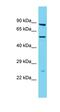 Transmembrane Serine Protease 9 antibody, orb326692, Biorbyt, Western Blot image 