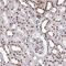 Pre-MRNA Processing Factor 19 antibody, NBP2-38864, Novus Biologicals, Immunohistochemistry frozen image 