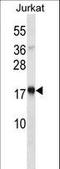 Thymic Stromal Lymphopoietin antibody, LS-C160256, Lifespan Biosciences, Western Blot image 