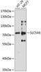 Solute Carrier Family 5 Member 6 antibody, 22-219, ProSci, Western Blot image 