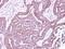 Purinergic Receptor P2X 5 antibody, GTX108504, GeneTex, Immunohistochemistry paraffin image 