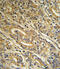 Acyl-coenzyme A thioesterase 8 antibody, 63-804, ProSci, Immunohistochemistry paraffin image 