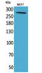 Insulin Like Growth Factor 2 Receptor antibody, STJ96634, St John