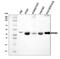 Mitogen-Activated Protein Kinase Kinase 5 antibody, A03980-4, Boster Biological Technology, Western Blot image 