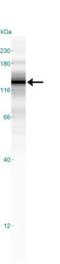 Sterol Regulatory Element Binding Transcription Factor 1 antibody, NB600-582, Novus Biologicals, Western Blot image 