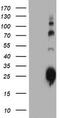 Joining Chain Of Multimeric IgA And IgM antibody, CF504174, Origene, Western Blot image 