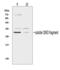 Fms Related Tyrosine Kinase 3 Ligand antibody, LS-C313050, Lifespan Biosciences, Western Blot image 