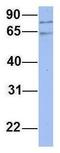 Pinin, Desmosome Associated Protein antibody, GTX45056, GeneTex, Western Blot image 