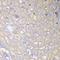 Annexin A1 antibody, orb129512, Biorbyt, Immunohistochemistry paraffin image 