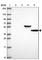 LFNG O-Fucosylpeptide 3-Beta-N-Acetylglucosaminyltransferase antibody, HPA069130, Atlas Antibodies, Western Blot image 