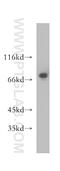 Nuclear FMR1 Interacting Protein 1 antibody, 12515-1-AP, Proteintech Group, Western Blot image 