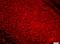 Dishevelled Associated Activator Of Morphogenesis 2 antibody, orb156525, Biorbyt, Immunocytochemistry image 