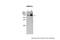 Heat Shock Protein Family A (Hsp70) Member 1 Like antibody, 30-908, ProSci, Western Blot image 