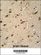 Myosin Light Chain Kinase Family Member 4 antibody, 62-122, ProSci, Immunohistochemistry frozen image 