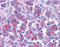 Diablo IAP-Binding Mitochondrial Protein antibody, ADI-905-244-100, Enzo Life Sciences, Immunohistochemistry frozen image 