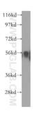 IPK6 antibody, 12057-2-AP, Proteintech Group, Western Blot image 