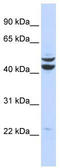 PBX/Knotted 1 Homeobox 2 antibody, TA345354, Origene, Western Blot image 