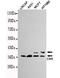 CRK Proto-Oncogene, Adaptor Protein antibody, M02533, Boster Biological Technology, Western Blot image 