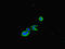 CFL1 antibody, LS-C677515, Lifespan Biosciences, Immunofluorescence image 