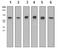 Minichromosome Maintenance Complex Component 2 antibody, ab108935, Abcam, Western Blot image 